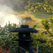 Beautiful Garden Amonines
