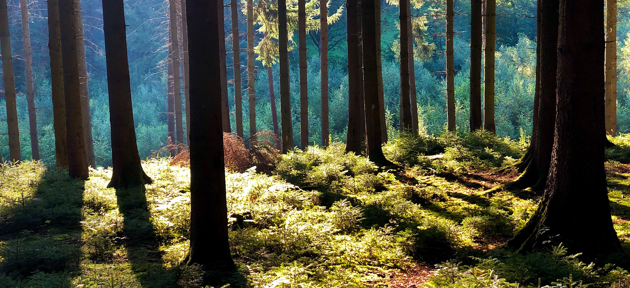 Private room: Connect in Heart & Spirit with Movement and Resonance (15/08/25 - 17/08/25)