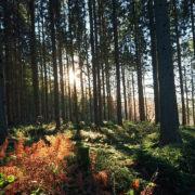 silence retreat, retraine in Ardennen, Amonines, Ardennen, stilte retraite, retreat, meditatie,