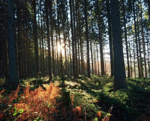 Stilte retraite in Asharum Amonines België