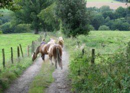 cursussen in retraite centrum Belgie Living the natural state