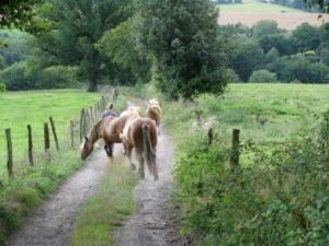 cursussen in retraite centrum Belgie Living the natural state