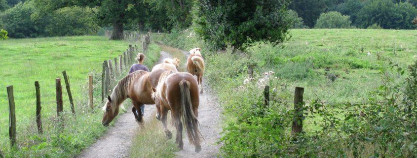 cursussen in retraite centrum Belgie Living the natural state