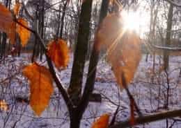 Retraite centrum blog - about death & life Asharum Amonines