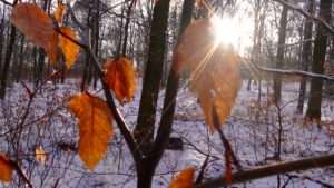 Retraite centrum blog - about death & life Asharum Amonines