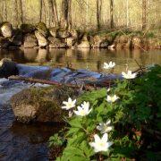 Spring in Belgium