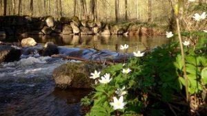 Retraite centrum blog - LivingNâm - Asharum Amonines