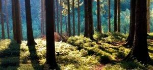 meditatie retraite centrum in Belgie - Asharum Amonines - homepage
