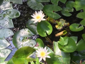 5-day intensive Meaningful Living