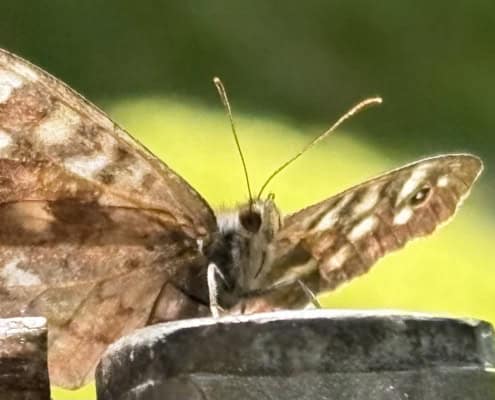 vlinder ingezoomed | Asharum Amonines | Asharum Amonines