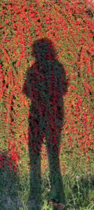 IMG_1482jpeg LAGE RESOLUTIE | Asharum Amonines