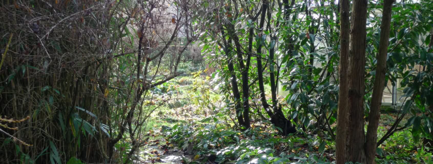 Unknown 1 | Asharum Amonines