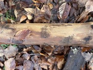 IMG_4543 | Asharum Amonines