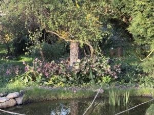 Garden scene with pink flowering plants at the water's edge, a tree with yellow blossoms, and a rocky pond border.
