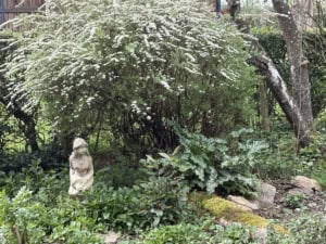 Stone garden statue of a seated figure among green shrubs and a large white-flowered bush at the center.