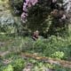 Woman kneeling by a small pond in a lush garden, tending plants beneath pink blossoms.