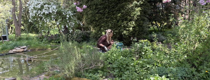 Woman kneeling by a small pond in a lush garden, tending plants beneath pink blossoms.