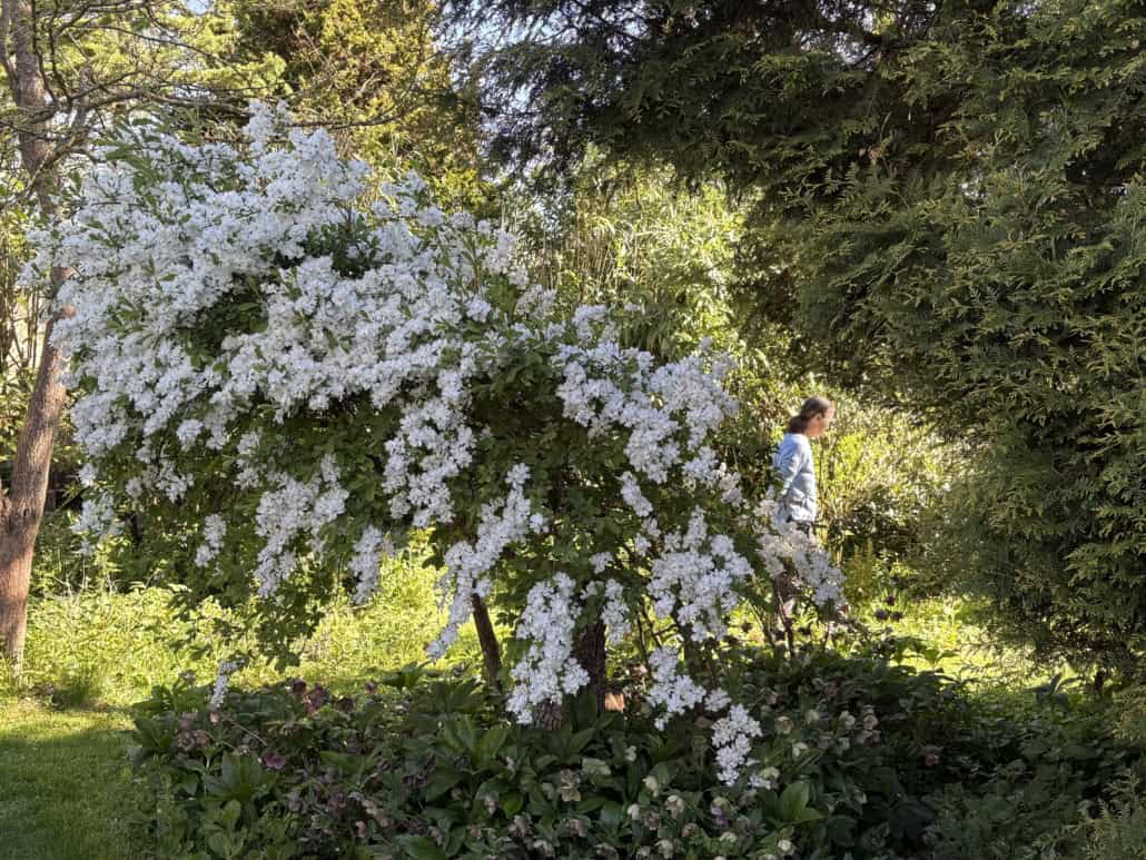 White-flowering shrub in bloom dominates the left and center, with a person in a light blue shirt walking in the garden on the right behind trees.