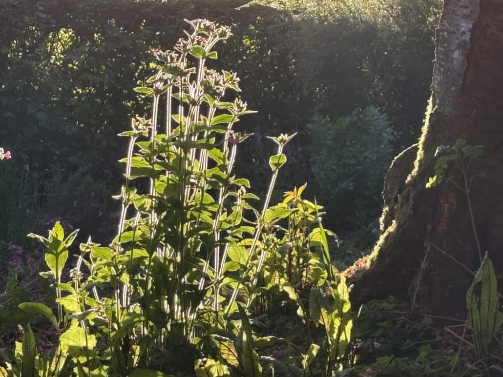 Sunlit garden with tall green stems and broad leaves in the foreground, a shaded shrub background, and a tree trunk on the right edge.