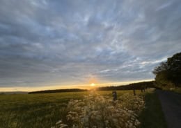 Sunset over a green field with white wildflowers in the foreground, a fence and trees along the right edge.”]},{