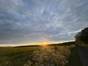 Sunset over a green field with white wildflowers in the foreground, a fence and trees along the right edge.”]},{