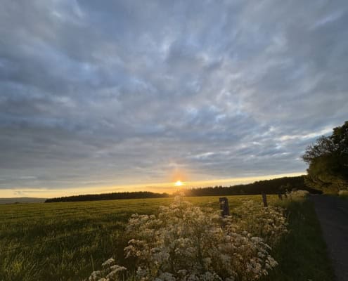 Sunset over a green field with white wildflowers in the foreground, a fence and trees along the right edge.”]},{