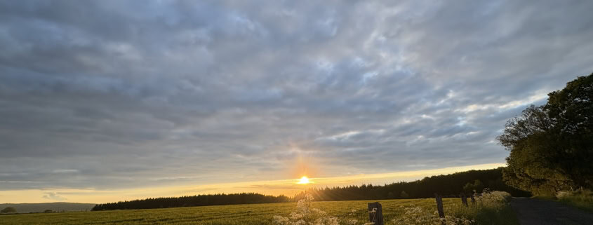 Sunset over a green field with white wildflowers in the foreground, a fence and trees along the right edge.”]},{