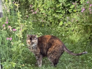 Calico cat standing in a grassy flower garden with pink blossoms and leafy background