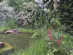 Rock-bordered pond in a lush garden, surrounded by tall grasses and leafy shrubs with flowering red stalks nearby.