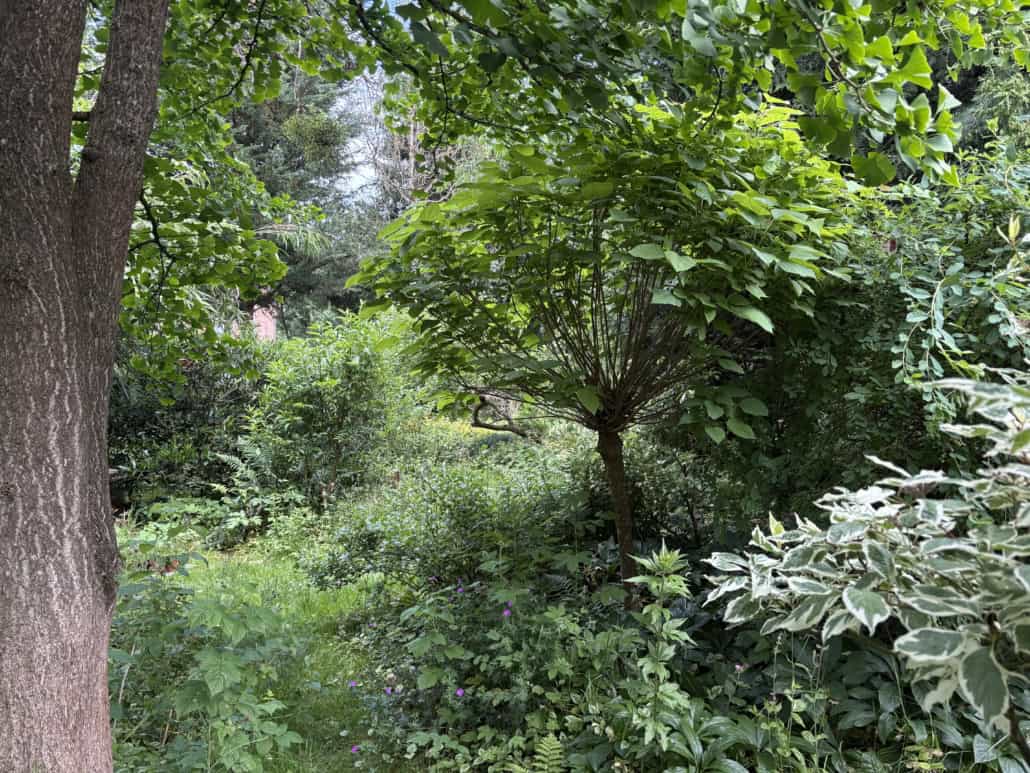 Dense green garden scene with large tree trunks and thick leafy shrubs filling the frame