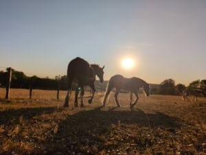 IMG_20260812_200539_900 | Asharum Amonines Silhouetted horses in a fenced pasture at sunset, warm light on the horizon.