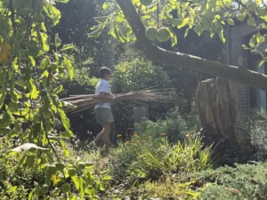IMG_6148 2 | Asharum Amonines Man in a white shirt walking in a sunny garden carrying a bundle of long sticks beneath a large overhead tree with green fruit.