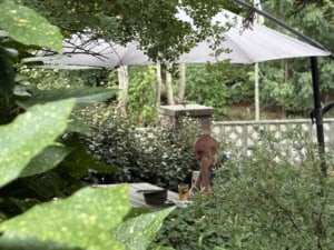 IMG_6180 2 | Asharum Amonines Man sitting at an outdoor table in a garden, shaded by a white canopy umbrella with dense greenery around him.